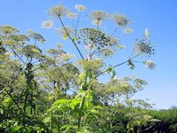 Giant hogweed (Heracleum mantegazzianum)