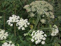 Berenklauw (Heracleum sphondylium)