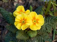 Primula (sleutelbloemachtigen)