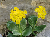 Primula auricula