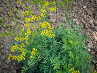 Ruta graveolens (Wijnruit)