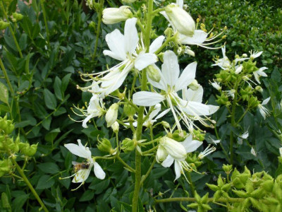 Vuurwerkplant (Dictamnus albus)