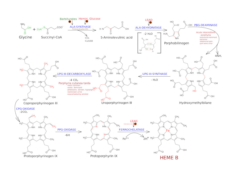 Porhyrine metabolisme schematisch