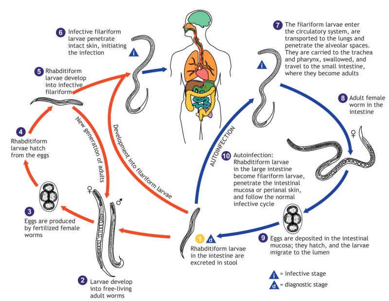 Strongyloides life cycle