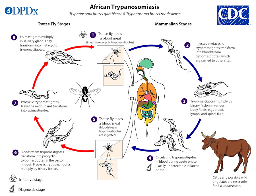 Trypanosomiasis African life cycle
