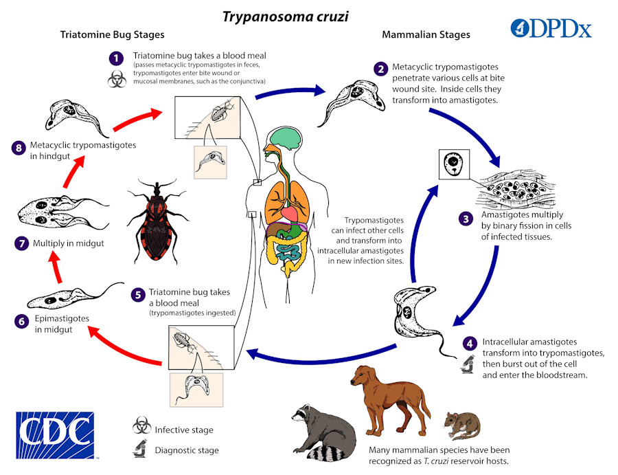 Trypanosomiasis American life cycle