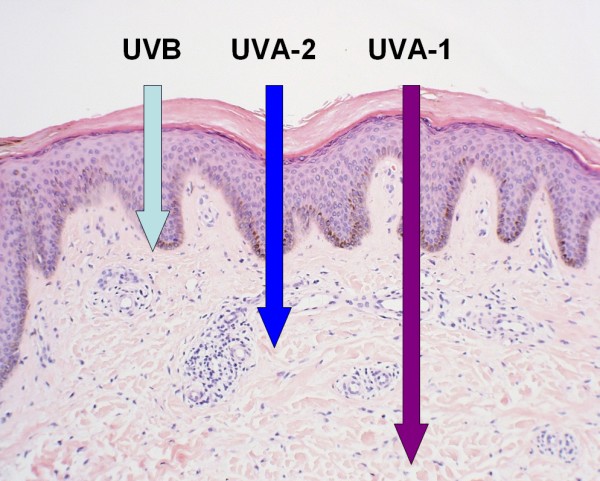 Penetratie van lichttherapie in de huid