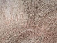 Gray hair
