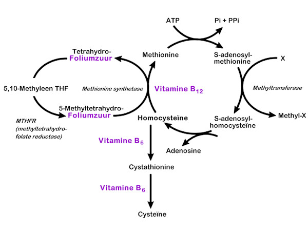 Hyperhomocysteïnemie