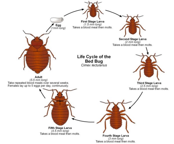 Life cycle of the bed bug