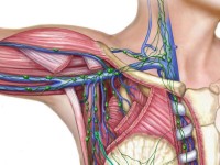 Lymph nodes in the armpit