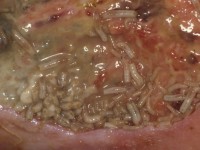 Maden in een ulcus curis