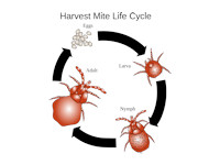 Life cycle of the harvest mite (Trombiculidae autumnalis), causative agent of trombiculiasis