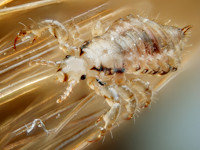 Head lice, pediculosis capitis