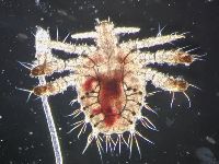 Pubic lice