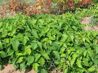 Poison Ivy dermatitis (USA)