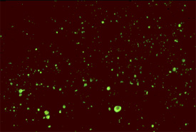 Direct fluorescent antibody test (binding aan het rabies antigeen)
