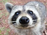 Raccoon eyes (wasbeer ogen, brilhematoom)