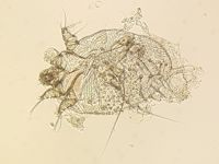 Scabies mites in the KOH preparation