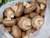 Shiitake