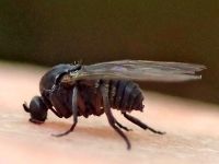 kriebelmug (Simulidae)