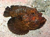 Stonefish