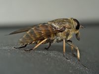 steekvlieg (Tabanus sudeticus)