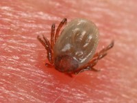 Teek vastgebeten in de huid