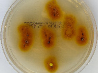Trichophyton tonsurans