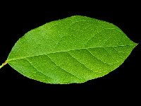Ash leaf macula (es blad) bij tubereuze sclerose