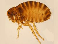 Vlo (Ctenocephalides felis felis)