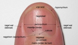Anatomie van de nagel